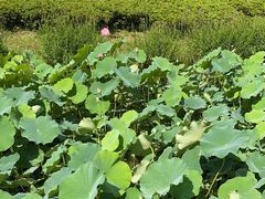 -金银湖国家城市湿地公园