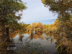 -金塔沙漠胡杨林景区