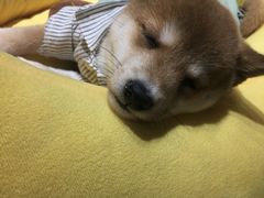 -逗柴咖啡屋·狗咖猫咖宠物桌游