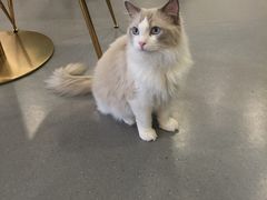 -飞行喵MR PILOT|猫舍·猫咖(静安大融城店)