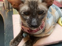 -猫色咖啡·猫咖