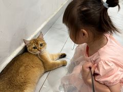 -楼上猫咖(罗湖店)