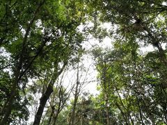 -广州市石门国家森林公园