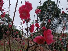 -桃花涧