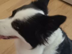 -瑞派申生动物医院·24H夜诊·国际动物医疗中心·骨外科(吴中路店)