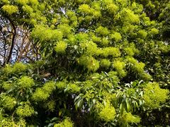 -墨尔本皇家植物园