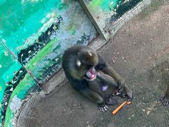 -西霞口神雕山野生动物世界