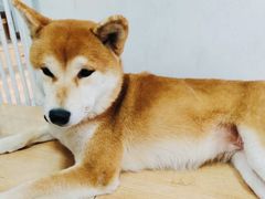-是阿柴呀！柴犬咖啡·爱喵喵猫咖