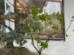 -九献创意菜·牛排馆(亮马河花园店)