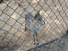 -大连森林动物园