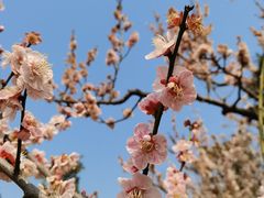 -梅花山(明孝陵内)