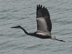 -澳门环岛游湾仔码头