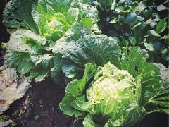 -丫丫蟹庄·苏式园林农家乐·阳澄湖大闸蟹(阳澄湖莲花岛店)