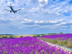 -空港花田景区