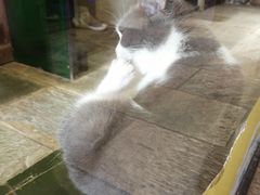 -猫咪博物馆(顶澳仔猫街店)