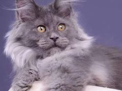 -十年猫舍·猫咪专门店(普陀店)