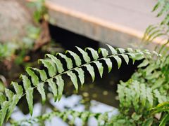 -上海辰山植物园