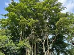 -中国科学院西双版纳热带植物园