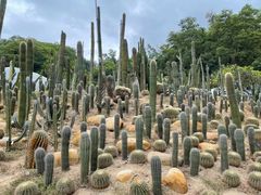 -深圳仙湖植物园