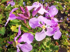 -古柏渡飞黄旅游区