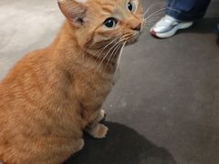 -肥仔文澳门猪骨煲(南京西路店)