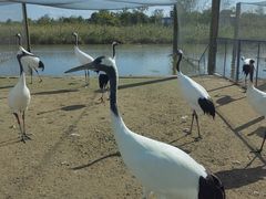 -盐城丹顶鹤湿地生态旅游区