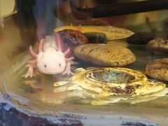 -上海大自然野生昆虫馆(东方明珠·爬宠昆虫探索中心)
