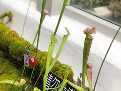 -上海辰山植物园