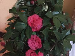 -圣地亚歌KTV(南城店)