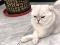 -芭比堂动物医院·24小时·眼科中心(深圳中心)