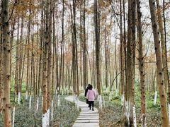 -桤木河湿地公园