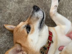 -柴犬高等学院·狗咖·柴犬售卖·宠物训练