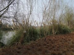 -白鹭湾湿地公园