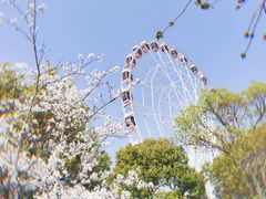 -顾村公园