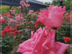 -莲花池公园