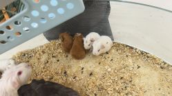 -Moni星球萌宠·小马宝莉·灵蛇·高端高阶全萌宠互动体验俱乐部(红豆国际广场店)