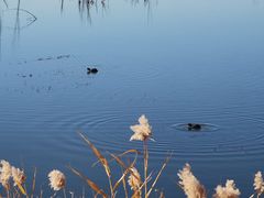 -野鸭湖国家湿地公园