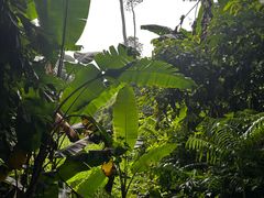 -中国科学院西双版纳热带植物园