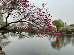 -无锡蠡湖国家湿地公园-蠡园