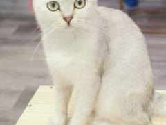 -BABIT巴比特宠物(MOMOPARK店)