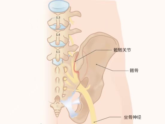 髂部的位置图片图片