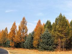 -塞罕坝国家级自然保护区