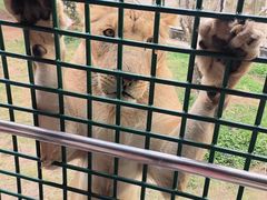 -深圳野生动物园
