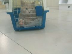 -老吴的猫·猫舍(新区店)