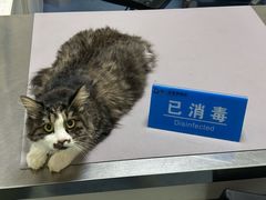 -特一安24小时宠物医院·骨科·中兽医