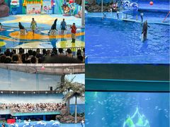 -海合安成都极地海洋公园
