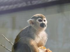 -青藏高原野生动物园