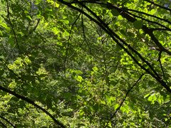 -青峰峡国家森林公园