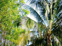 android_upload_pic-椰树岛海滩度假村