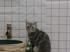 -猫的茶·猫咖
